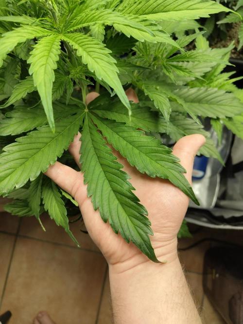 First Autopot Grow - A troubled start. Week 7 - Some big leaves