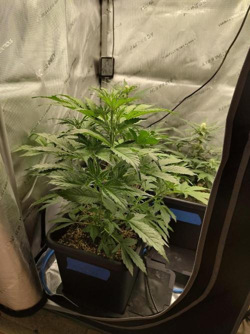 First Autopot Grow - A troubled start. Week 7