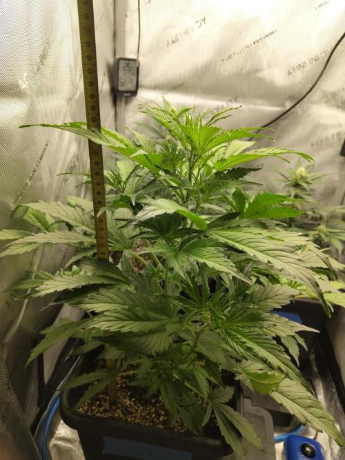 First Autopot Grow - A troubled start. Week 7