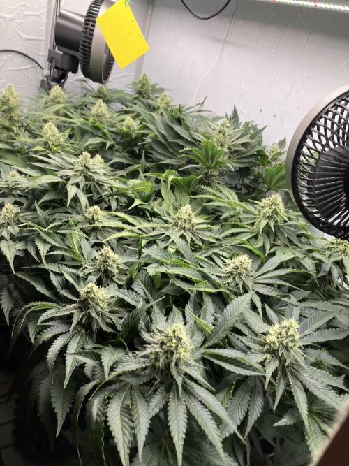 Power Plant. Week 13