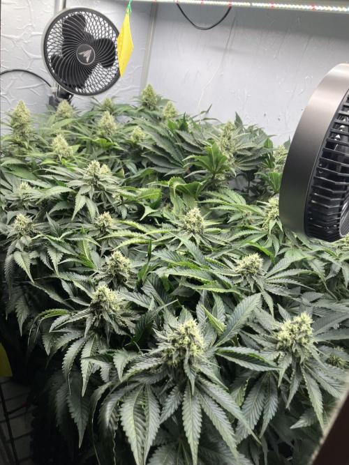 Power Plant. Week 13