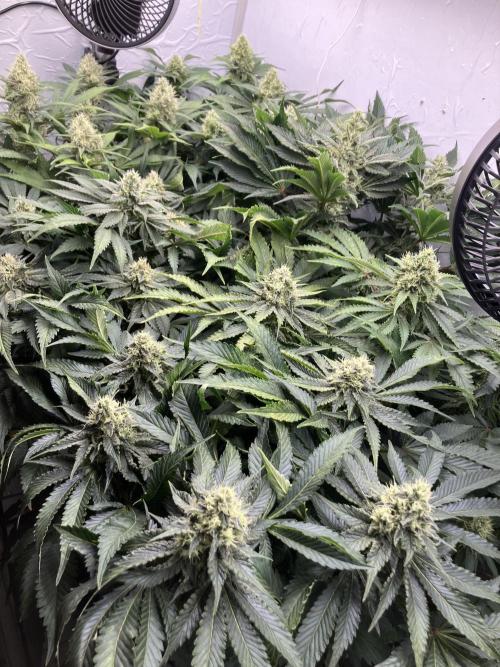 Power Plant. Week 13