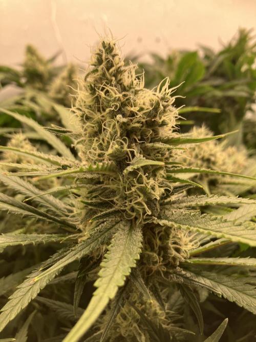 Power Plant. Week 13