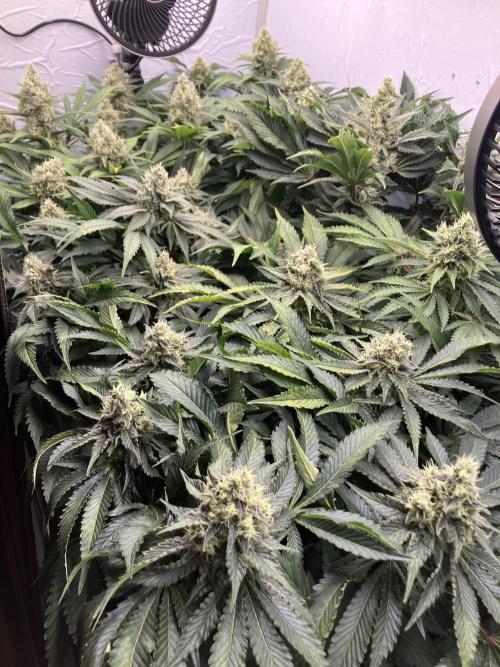 Power Plant. Week 14