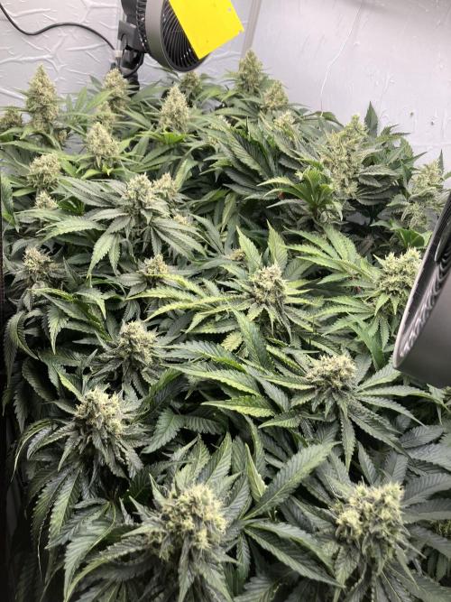 Power Plant. Week 14