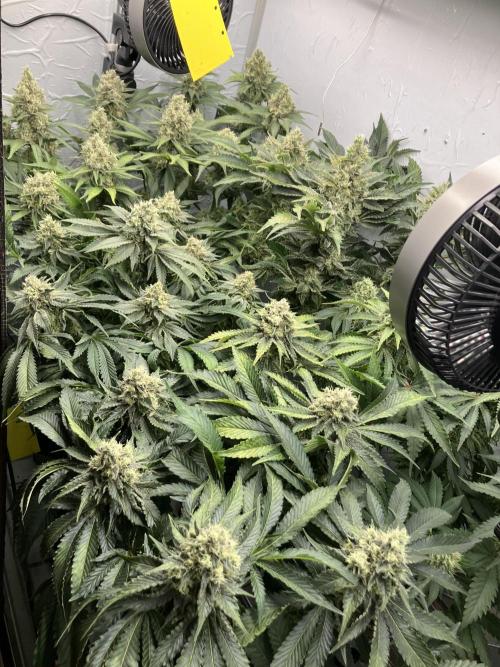 Power Plant. Week 14