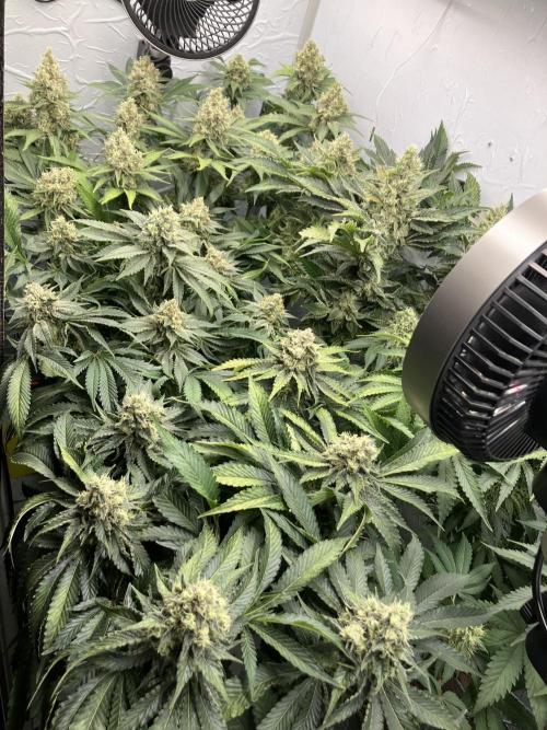 Power Plant. Week 15