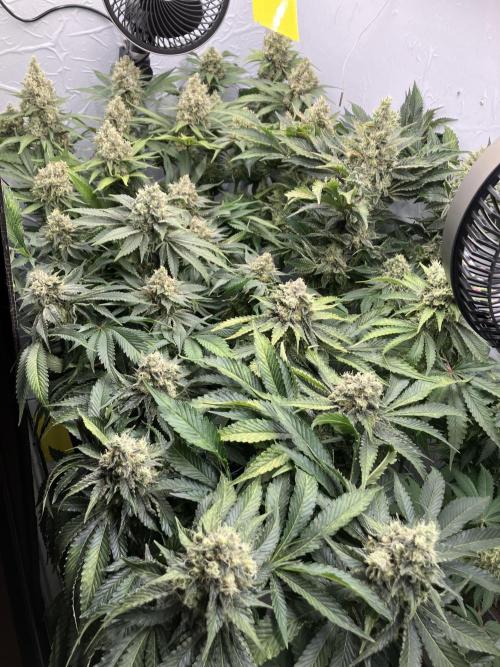 Power Plant. Week 15