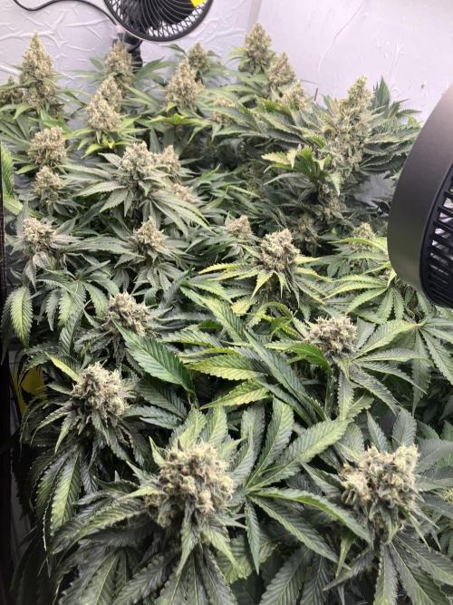 Power Plant. Week 15