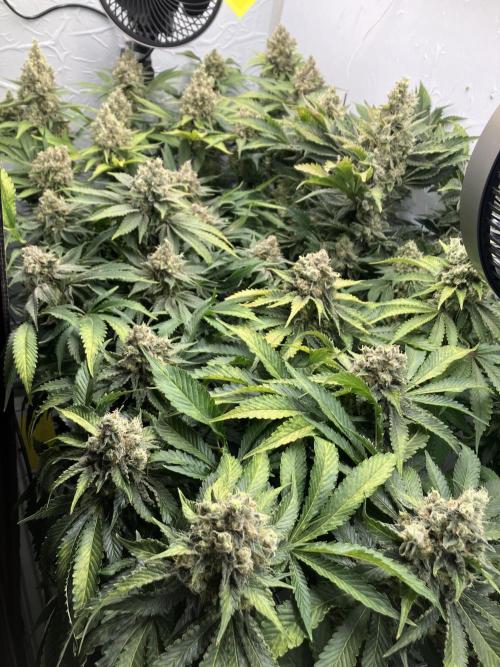 Power Plant. Week 16