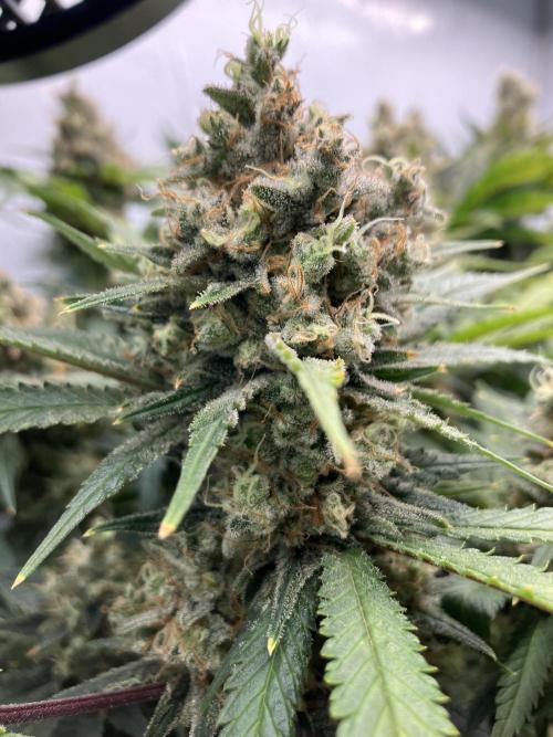 Power Plant. Week 16