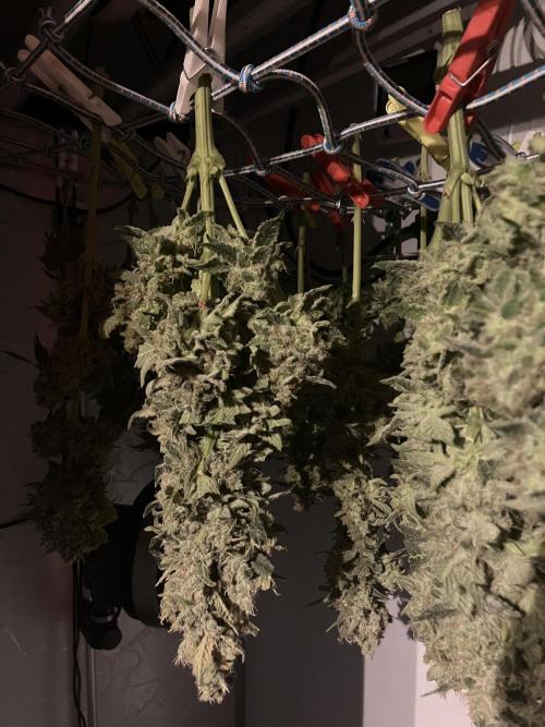 Power Plant. Week 17