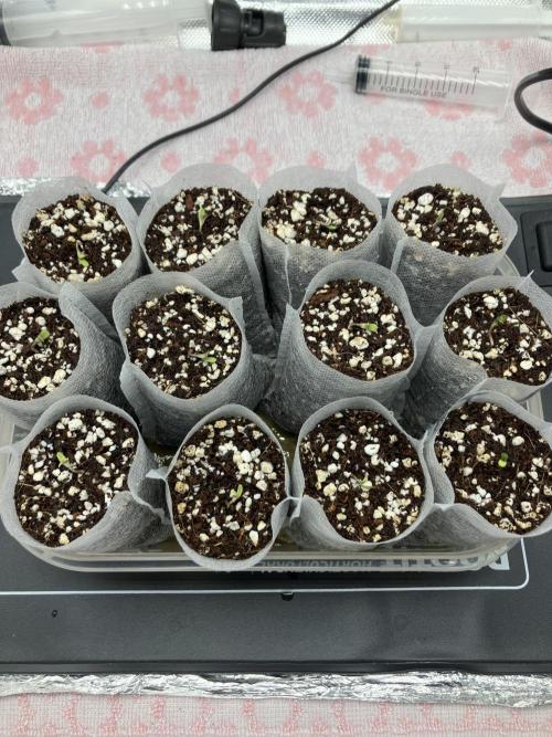 Durban Poison & 2 Freebies. Week 1