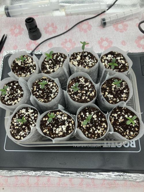 Durban Poison & 2 Freebies. Week 1