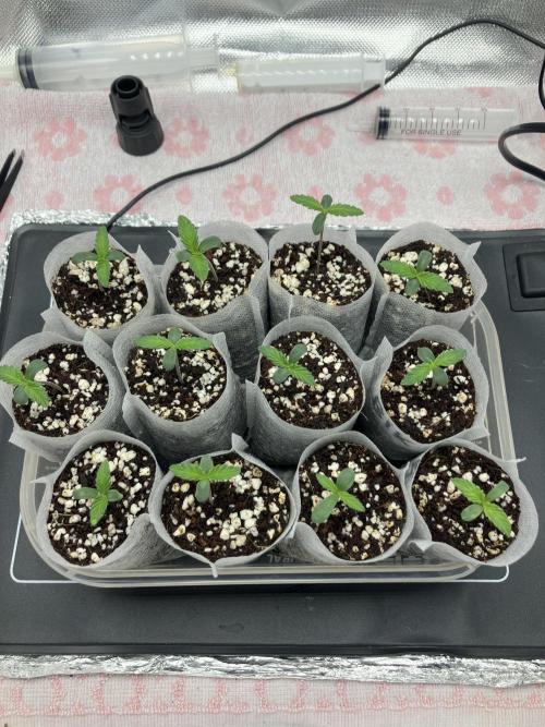 Durban Poison & 2 Freebies. Week 1