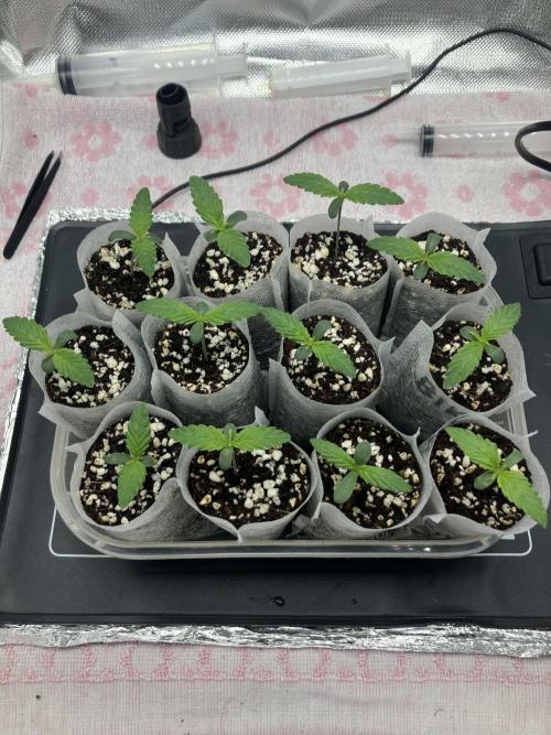 Durban Poison & 2 Freebies. Week 1