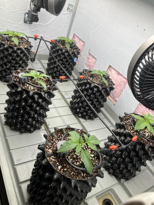 Durban Poison & 2 Freebies. Week 3