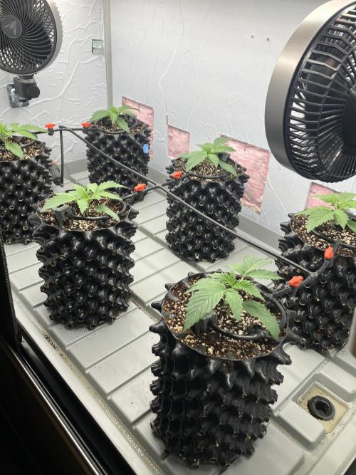 Durban Poison & 2 Freebies. Week 3