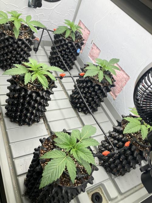 Durban Poison & 2 Freebies. Week 3