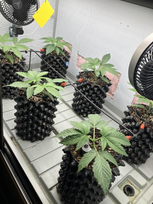 Durban Poison & 2 Freebies. Week 3