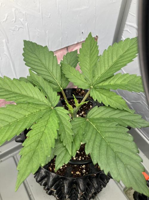Durban Poison & 2 Freebies. Week 3 - Think Fast