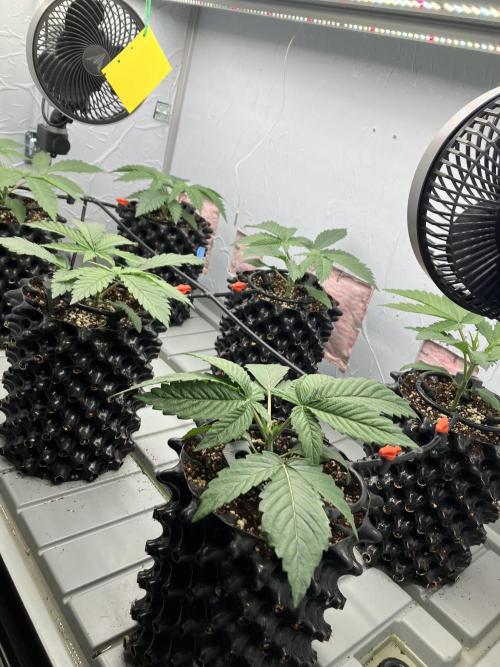 Durban Poison & 2 Freebies. Week 4