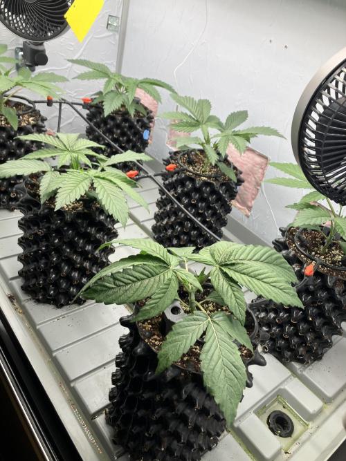 Durban Poison & 2 Freebies. Week 4