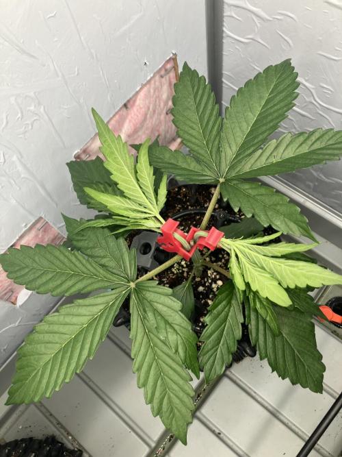 Durban Poison & 2 Freebies. Week 4