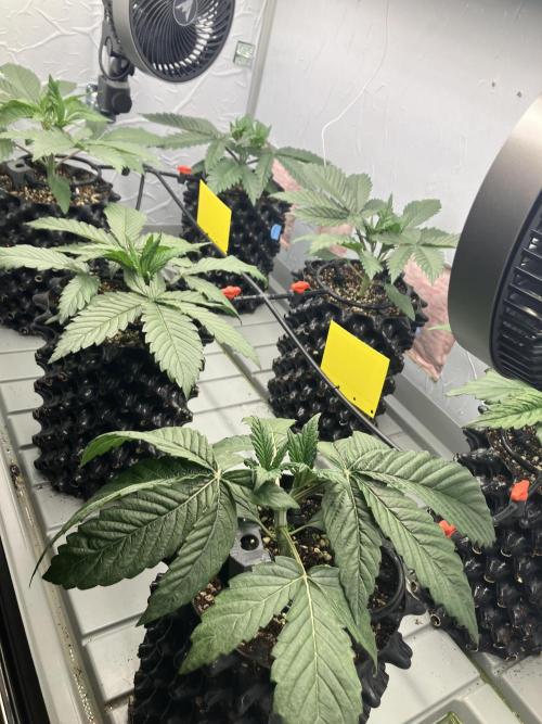 Durban Poison & 2 Freebies. Week 4