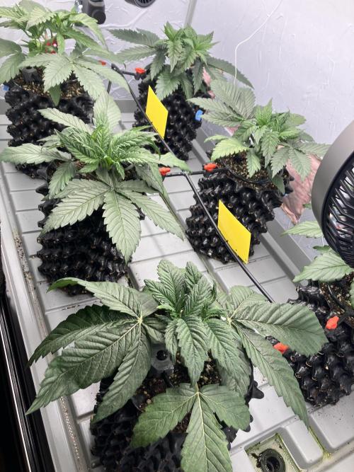 Durban Poison & 2 Freebies. Week 4