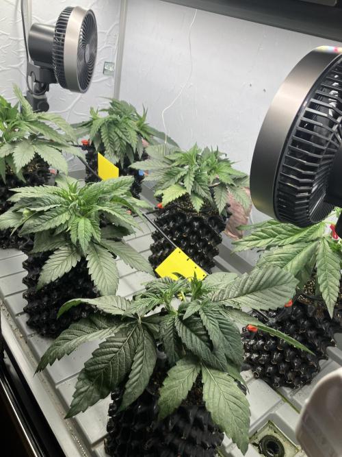 Durban Poison & 2 Freebies. Week 5