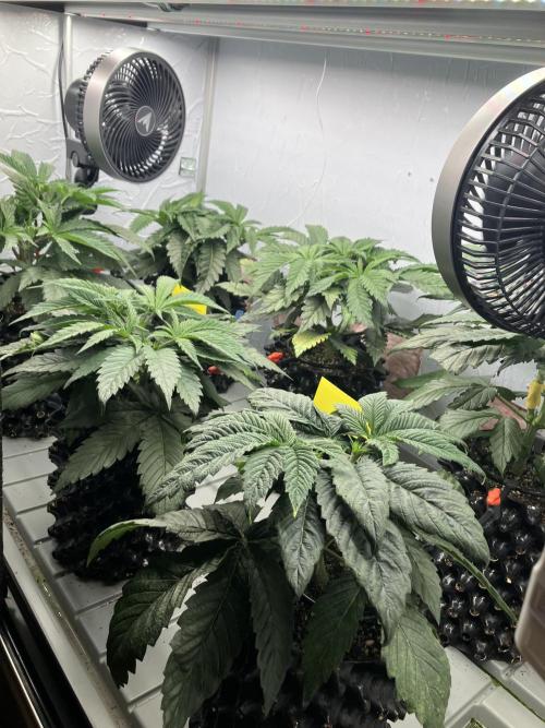 Durban Poison & 2 Freebies. Week 5