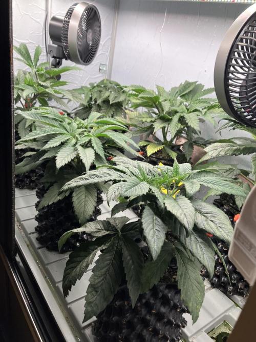 Durban Poison & 2 Freebies. Week 6