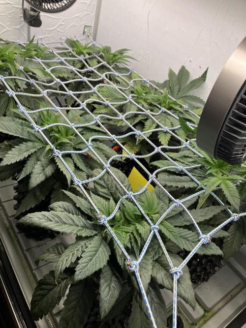 Durban Poison & 2 Freebies. Week 6