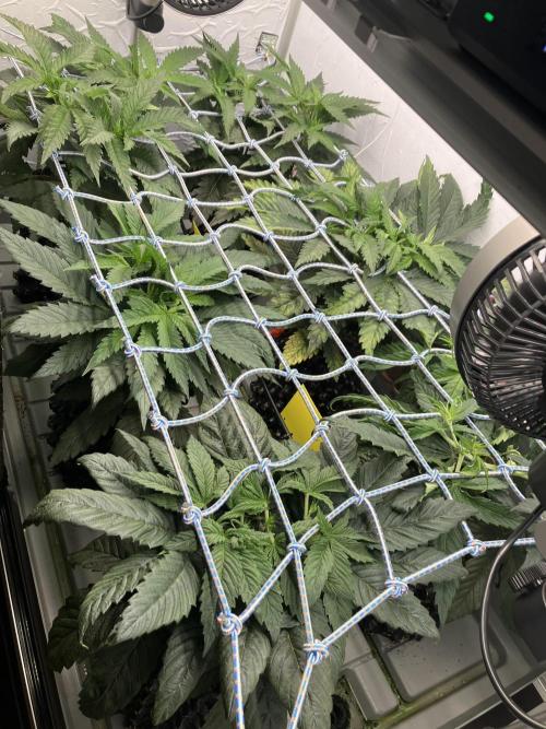 Durban Poison & 2 Freebies. Week 6