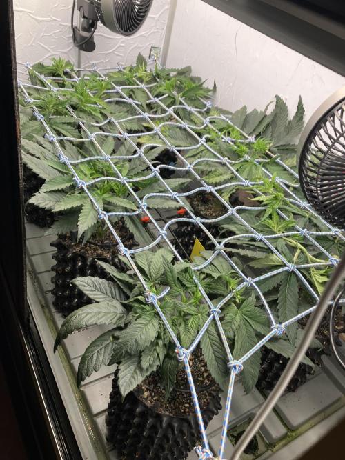 Durban Poison & 2 Freebies. Week 7