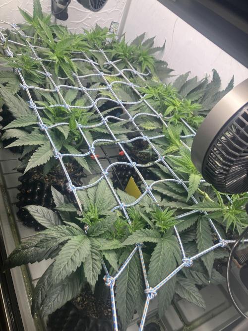 Durban Poison & 2 Freebies. Week 7