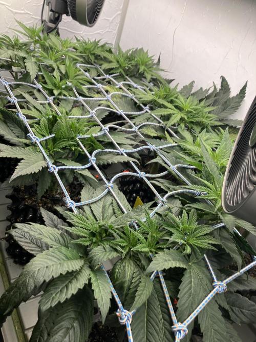 Durban Poison & 2 Freebies. Week 7