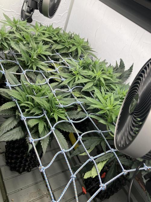 Durban Poison & 2 Freebies. Week 7