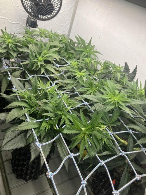 Durban Poison & 2 Freebies. Week 8