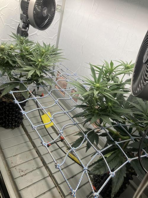 Durban Poison & 2 Freebies. Week 8