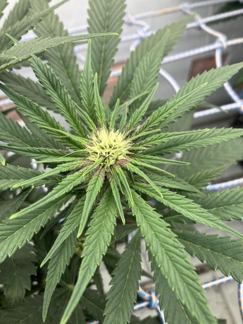 Durban Poison & 2 Freebies. Week 9