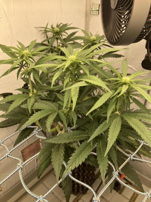 Durban Poison & 2 Freebies. Week 9