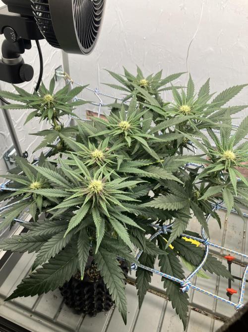 Durban Poison & 2 Freebies. Week 9