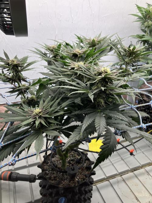 Durban Poison & 2 Freebies. Week 9