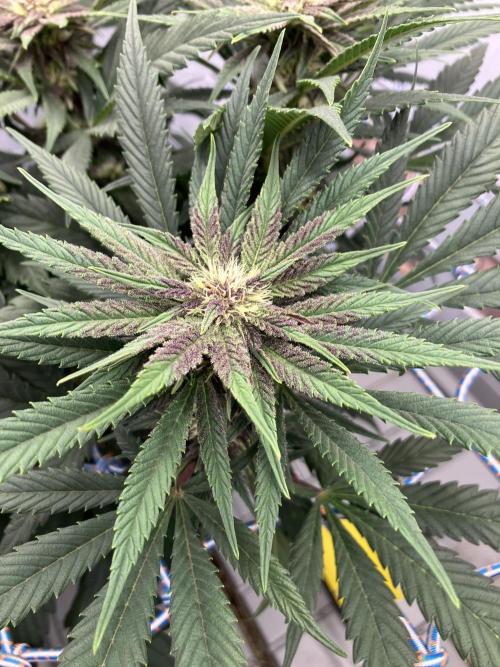 Durban Poison & 2 Freebies. Week 9