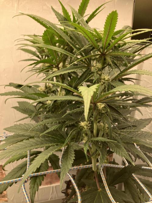 Durban Poison & 2 Freebies. Week 9