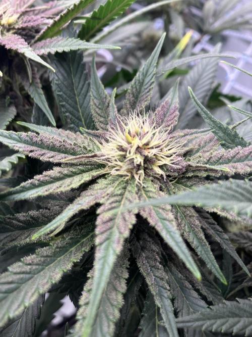 Durban Poison & 2 Freebies. Week 10