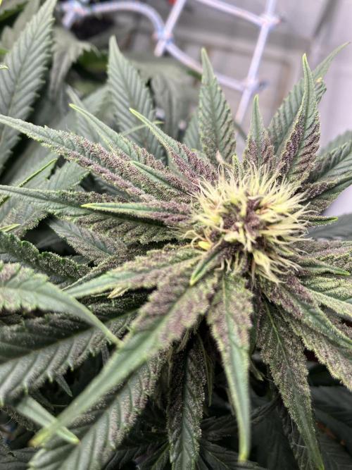 Durban Poison & 2 Freebies. Week 10