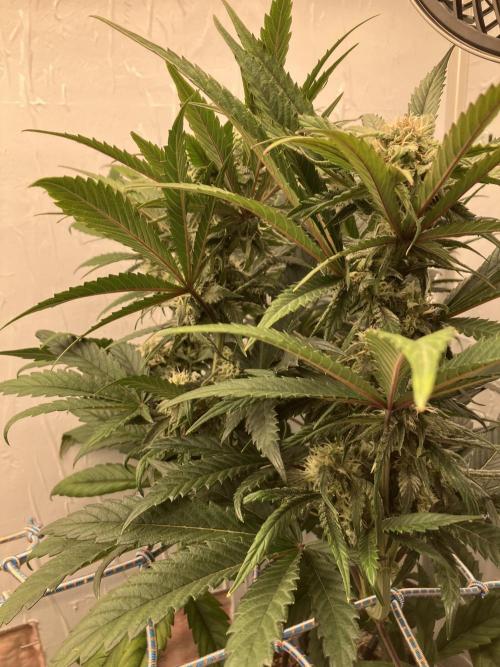 Durban Poison & 2 Freebies. Week 10